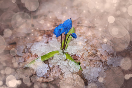 Blue snowdrops in the forest with snow around. Fantastic wood edit.