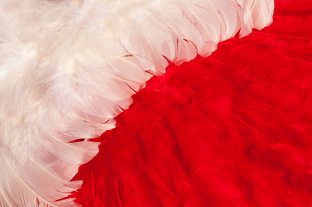 Beautiful White and red feathers backgroundの写真素材