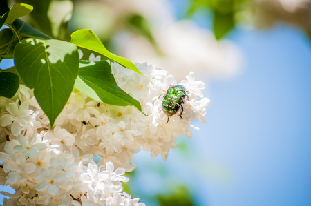 A cockchafer sitting on white lilac flowersの写真素材