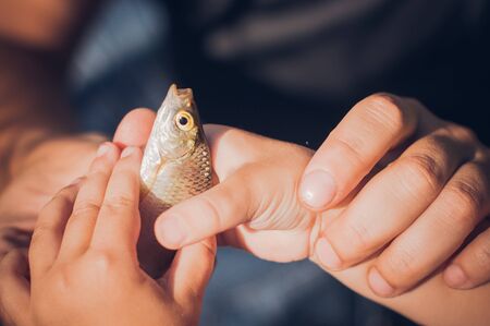 Men's and child's hands holding a rudd fish - Scardinius erythrophthalmus -caught during fishing on the pond. Father is teaching his son fishing.の写真素材