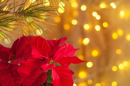 Red bouquet of poinsettia surrounded by holiday lightsの写真素材