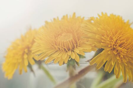 Bouquet of yellow dandelions in a glass of water standing on the edge of balcony in residental area. Macro shot.の写真素材