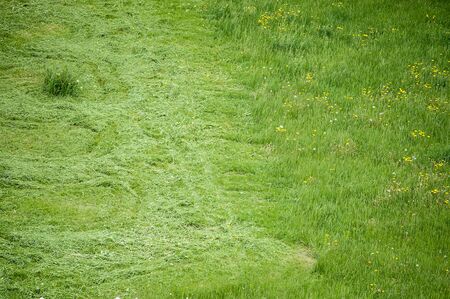 Fresh green grass lawn. Half of grass has been just cut with a lawn mover.