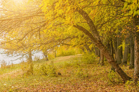 Colorful golden autumn trees on a bank of a lake on foggy day.の写真素材