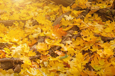 Golden maple autumn leaves on the ground the wild forest. Fall background.