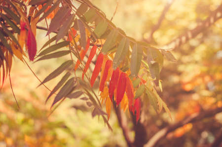 Branches with multicolored autumn leaves on a warm sunny fall day.の写真素材