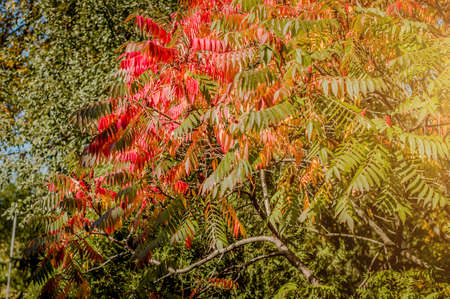 Trees with multicolored leaves in the autumn city garden.の写真素材