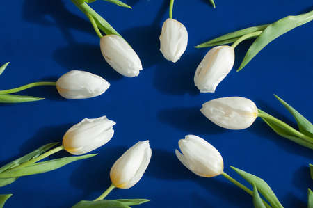 Several fresh white tulips lying in a circle. Deep blue background.