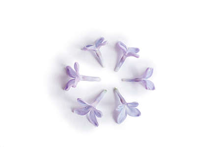 Purple lilac flower isolated on white background. Macro shot.の写真素材