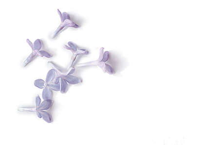 Purple lilac flower isolated on white background. Macro shot.の写真素材