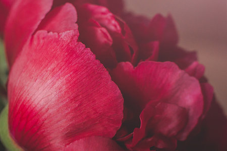Petals of peony flowers close up, soft focus.の写真素材