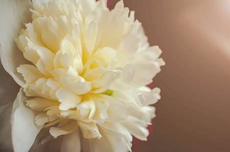 Petals of peony flowers close up, soft focus.
