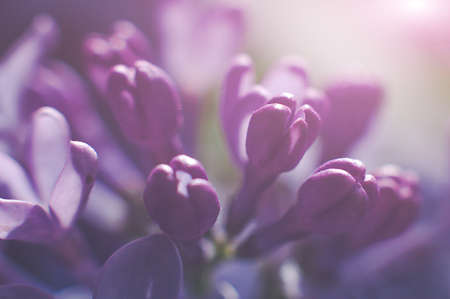 Macro shots of purple lilac buds, soft focus. Springtime background.の写真素材