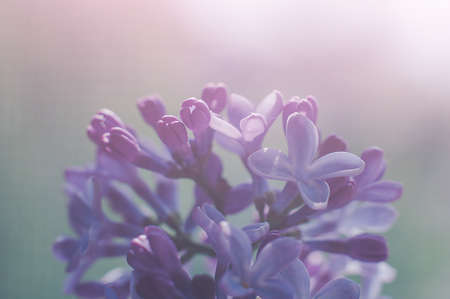 Macro shots of purple lilac buds, soft focus. Springtime background.の写真素材