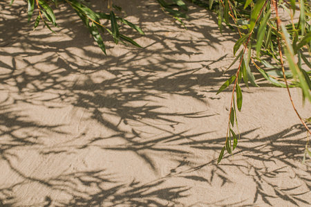 Shadows of green branches on a sandy deserted land on summer day