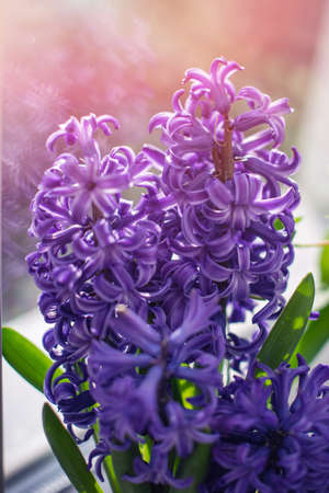 A bouguet of blue hyacinth growing in a flower pot on a window. First spring flowersの写真素材