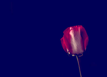 Bouquet of red roses on a dark blue background, toned. Romanti photo.の写真素材