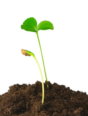 Sproutsの写真素材