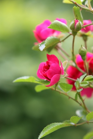 Pink roses on a bushの写真素材