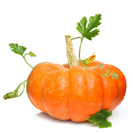 Pumpkin vegetable isolated on whiteの写真素材