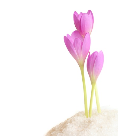Spring pink flowers over whiteの写真素材