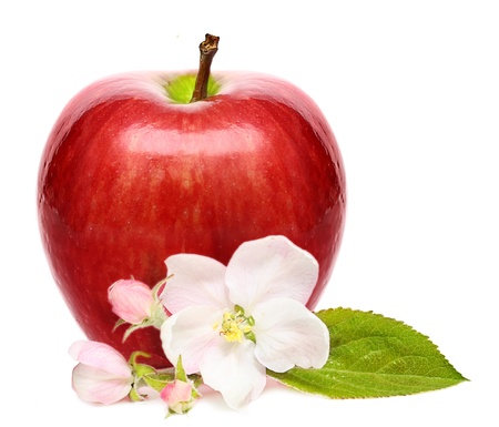 Red apple isolatedの写真素材
