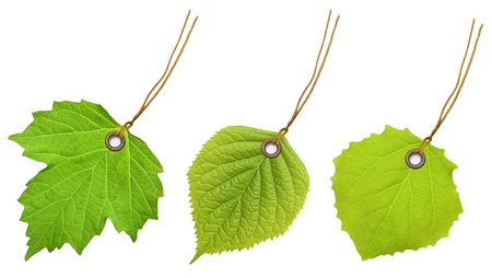 Tag label green leaf isolated on white background.