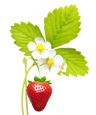 Strawberry  isolated on whiteの写真素材
