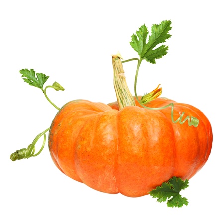 Pumpkin vegetable isolated on whiteの写真素材
