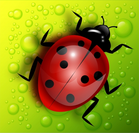 ladybug illustrationのイラスト素材
