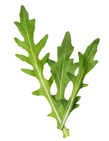 Rucola salad  leaves isolated on white background.の写真素材
