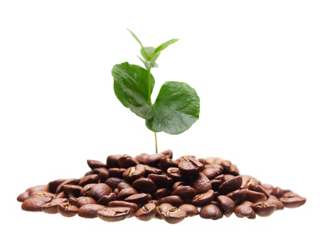 Grains and coffee sprout の写真素材