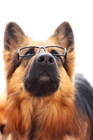 Long-haired german shepherd  in black eyeglasses.の写真素材