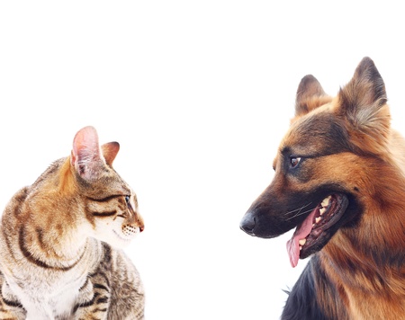 Long-haired german shepherd dog and a cat.の写真素材