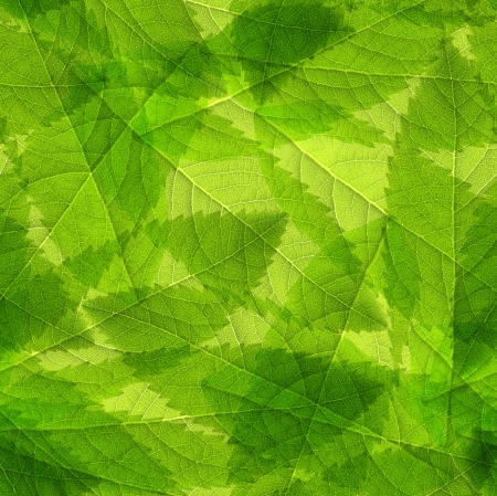 Seamless  green leaves backgroundの写真素材