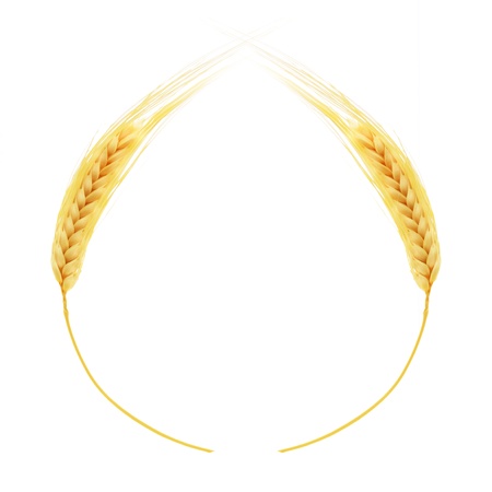 Ears of wheat isolated on white backgroundの写真素材
