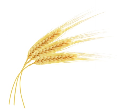 Ears of wheat isolated on white backgroundの写真素材