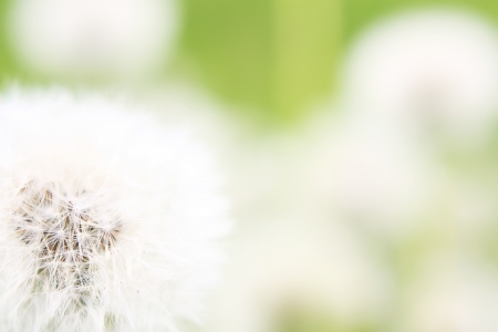 Dandelion の写真素材