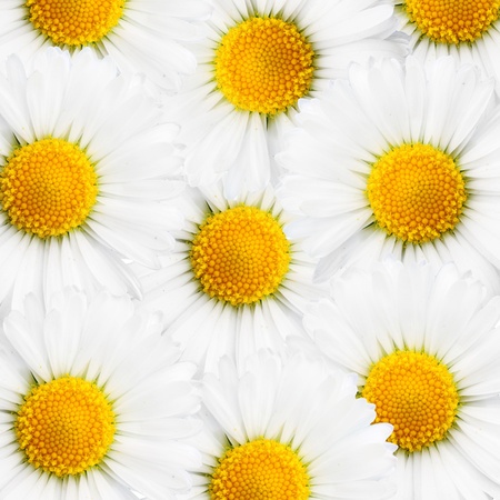 Daisy flower の写真素材