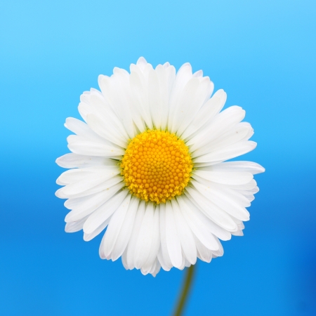 Daisy flower の写真素材