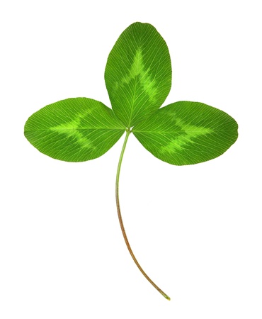 Green clover の写真素材