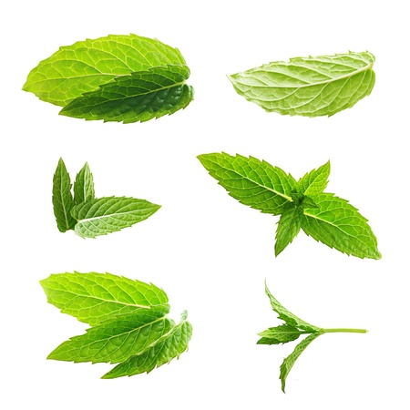 Green mint leaves isolated on a white background.の写真素材