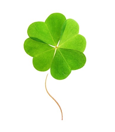 Green clover leaf isolated on white background.の写真素材