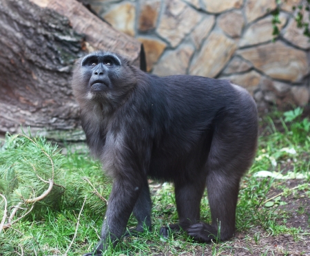 Monkey close-up against blurred background.の写真素材