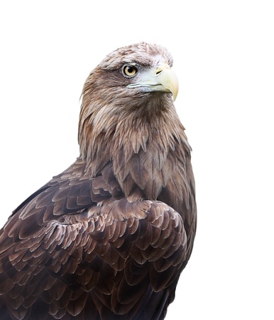 Eagle head close up isolated on white background