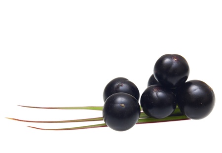 Amazon acai fruit with palm leaves isolated on white background.の写真素材