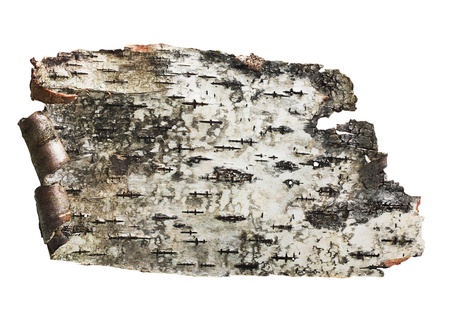 Bark of birch wooden background.の写真素材