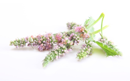 Green mint flowers isolated on white background.の写真素材
