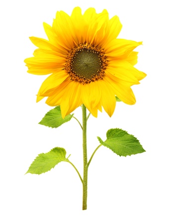 Sunflower plant isolated on white background.の写真素材