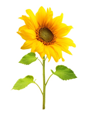 Sunflower plant isolated on white background.の写真素材